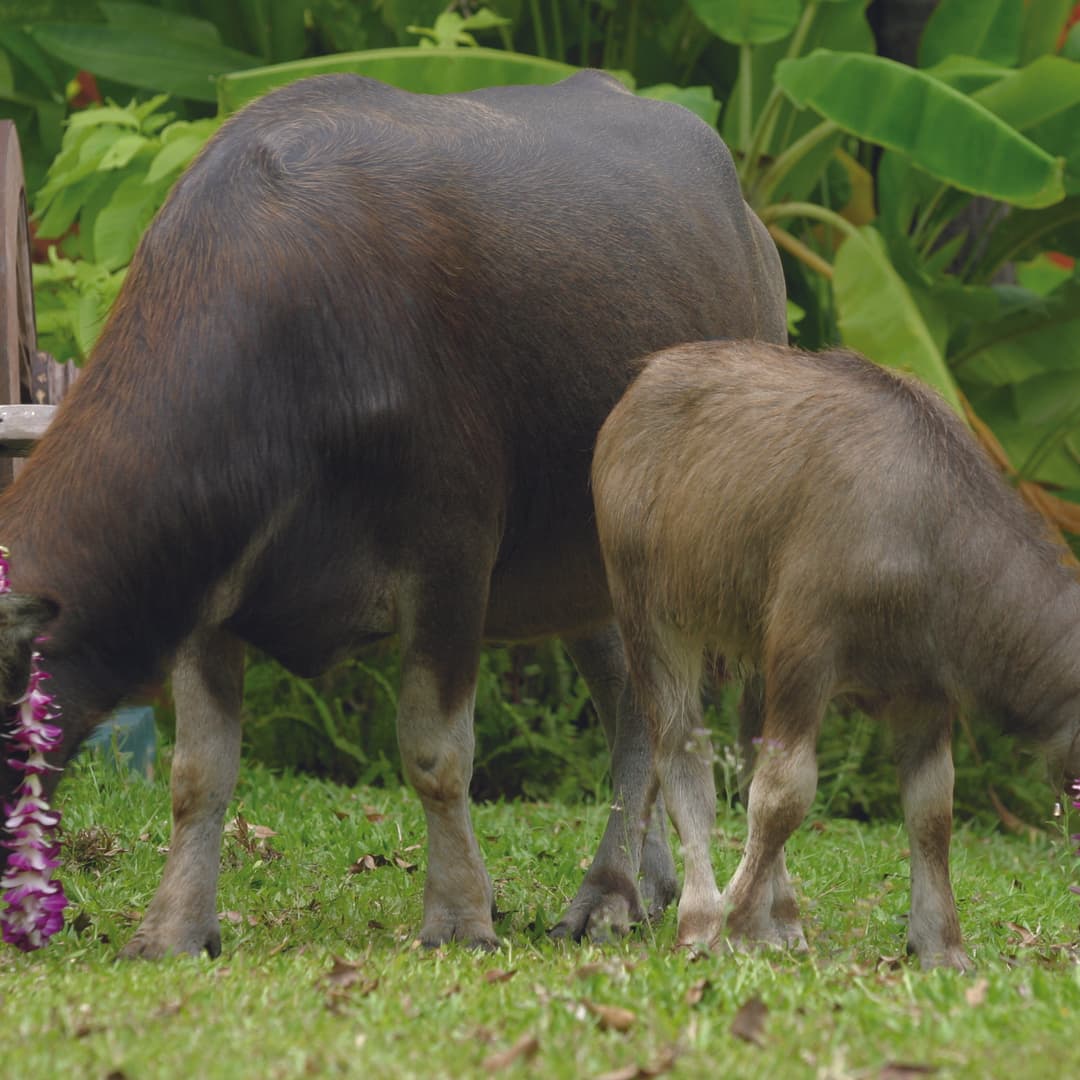 Nature wellness with elephants in Thailand